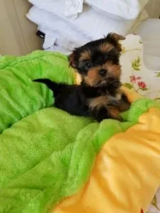 Female and male Baby Doll Yorkie
