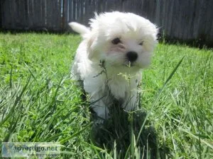 Cute bichon frise puppies