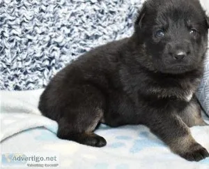 Extra cute German Shepherd puppies
