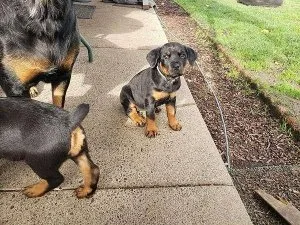 Rottweiler Puppies 10 Weeks Old