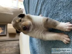 Collie Puppies AKC