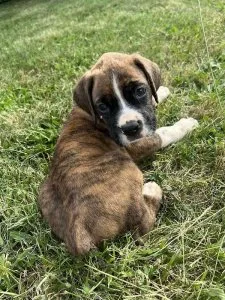 Boxer Puppies for Sale