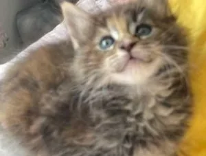 Stunning pedigree Mainecoon kittens