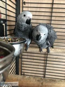Adorable African Grey Parrots for Sale