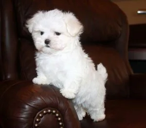 Lovely AKC Maltese puppies