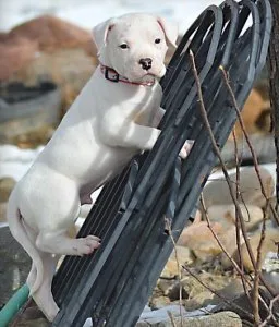 Well Socialized Dogo Argentino For Sale.