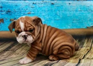Pure Mini English Bulldog Puppies For Sale.