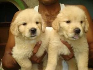 Home Raised Goldern Retriver Puppies