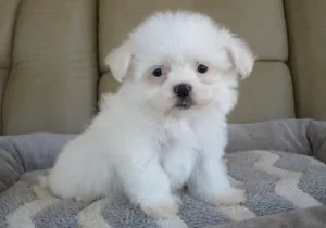 CKC Coton De Tulear Puppies Available.