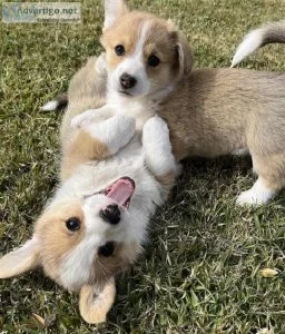 Pure Pembroke Welsh Corgi puppies