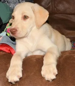 Adorable Labrador Retriever Puppies.