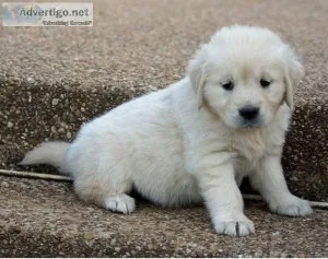 Affectionate Golden Retriever puppies