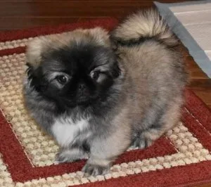 Sweet Pekingese puppies available.