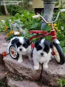 LHASA APSO SWEET FEMALE PUPPIES