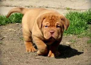 Adorable Dogue De Bordeaux Puppies.