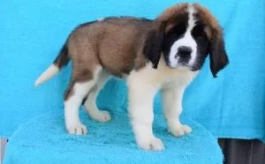 Adorable Saint Bernard puppies for sale