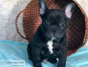 Adorable French Bulldog Puppies.
