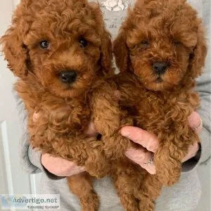 Healthy Toy Poodle puppies for sale.