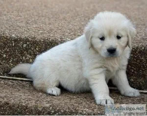 bhjurt Golden Retriever puppies