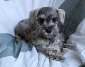 Super Adorable Miniature Schnauzer Puppies for sale