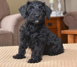 Gorgeous Schnoodle Puppies Available