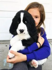 Home Raised English Springer Spaniel Puppies For Sale