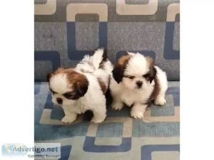 Charming Teacup Shih Tzu Pups