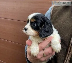 Adorable Cavalier King Charles Puppies