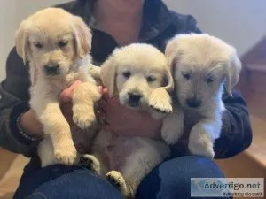 Healthy Golden Retriever Puppies For Sale.