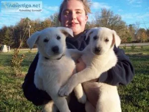 White German Shepherd Puppies For Sale.