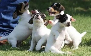 Obedient Jack Russel Terrier Puppies.