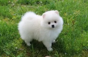 AKC Pomeranian Puppies available now