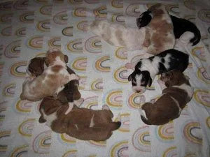 Basset Hound Puppies