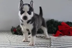 Purebred Siberian Husky puppies