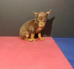 AKC Miniature Pinscher Puppies For Sale.