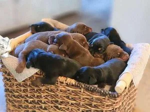 Champion European Lines Doberman Puppies