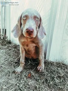Weimaraner Pups