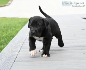 Adorable Great Dane Puppies For Sale.