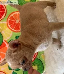 Amazing Chihuahua puppies for sale