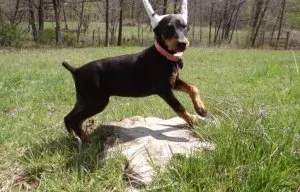 Well Socialized Doberman Pinscher puppies