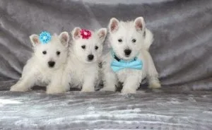 Gorgeous West Highland White Terrier Puppies