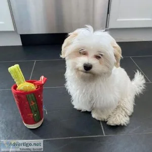 Socialize Maltese puppies