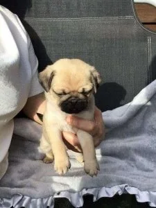 Amazing Pug Puppies
