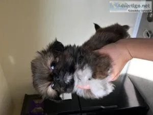 Pekingese Puppies