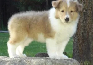 Beautiful Collie puppies