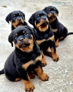 Adorable Rottweiler puppies ready to go now.