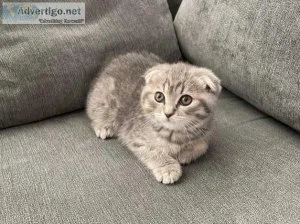 Top quality Scottish Folds