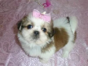 Meet our stunning Shih Tzu puppies available