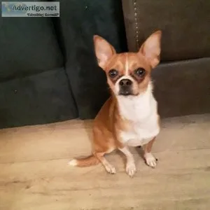 The Real Chihuahua.