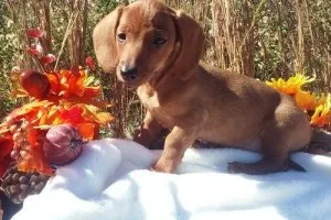 AKC reg. Dachshund Puppies for sale.